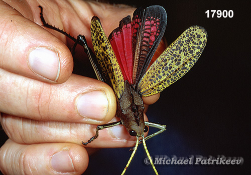 Golden-horned Lubber (Taeniopoda auricornis)